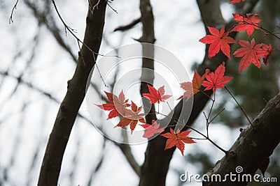 Japanese maple in autumn season at Lake Kinrinko Yufuin Japan Stock Photo