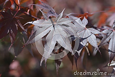 Japanese Maple Bloodgood Stock Photo