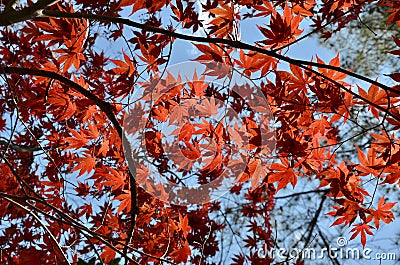 Japanese Maple Stock Photo