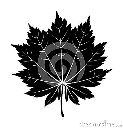 Japanese maple leaf Stock Photo