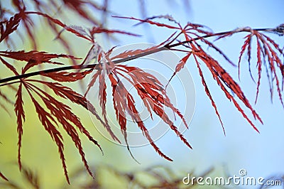 japanese maple leaf Editorial Stock Photo