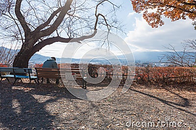 Japanese maple leaves Editorial Stock Photo