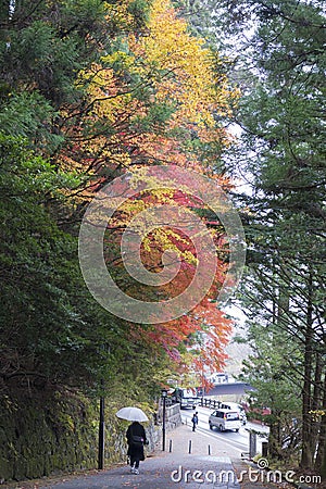 Japanese maple in the park in the autumn Editorial Stock Photo