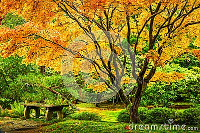 Japanese maple tree with golden fall foliage Stock Photo