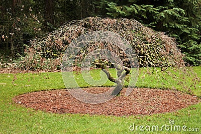 Japanese maple tree, grotto gardens Portland OR. Stock Photo