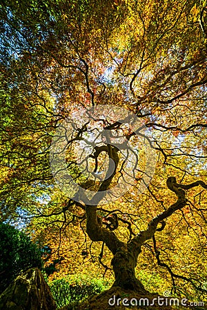 Japanese maple Stock Photo