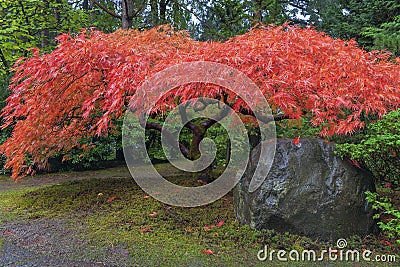 Japanese Maple Tree by Rock in Autumn Stock Photo