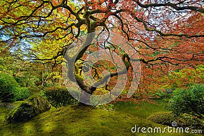 The Japanese Maple Tree in Spring Stock Photo