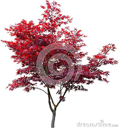 Japanese maple on white Stock Photo