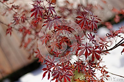 Japanese maple in winter Stock Photo