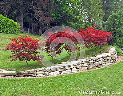 red Japanese Maples Acer Palmatum in Summer Editorial Stock Photo