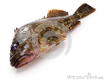 Japanese marbled rockfish (Kasago) Stock Photo