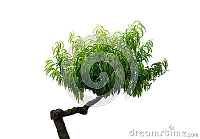 Japanese miniature bonsai tree Stock Photo