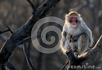Japanese Monkey Stock Photo