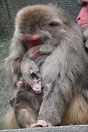 Japanese monkey baby Stock Photo