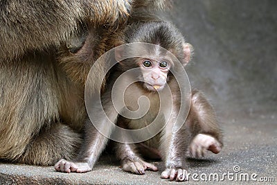 Japanese monkey baby Stock Photo