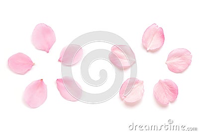 Japanese pink cherry blossom petal isolated on white background Stock Photo