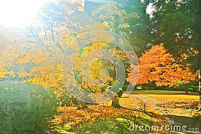 Japanese park in autumn in Tokyo, Japan. Stock Photo