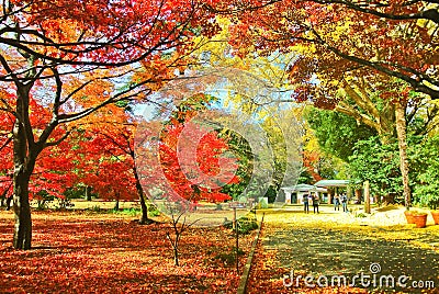 Japanese park in autumn in Tokyo, Japan. Stock Photo