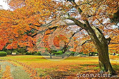 Japanese park in autumn in Tokyo, Japan. Stock Photo