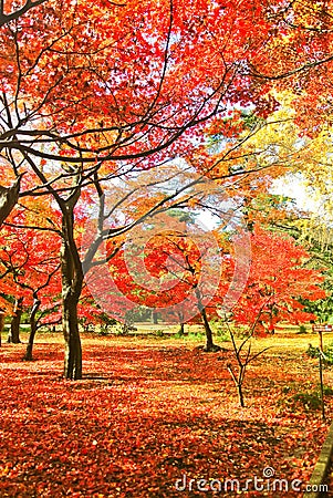 Japanese park in autumn in Tokyo, Japan. Stock Photo