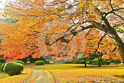 Japanese park in autumn in Tokyo, Japan. Stock Photo