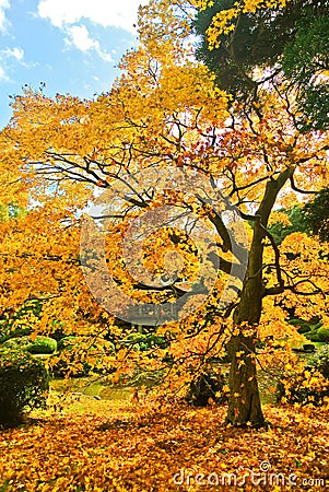 Japanese park in autumn in Tokyo, Japan. Stock Photo