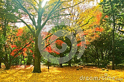 Japanese park in autumn in Tokyo, Japan. Stock Photo
