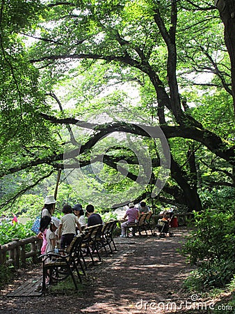 Japanese people siting under the big tree Editorial Stock Photo