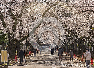 People walking under the cherry blossoms of Yanaka cemetery. Editorial Stock Photo