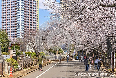 People walking under the cherry blossoms of Yanaka cemetery. Editorial Stock Photo