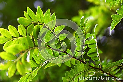 Japanese pepper (Zanthoxylum piperitum) leaves.Rutaceae dioecious deciduous shrub. Stock Photo
