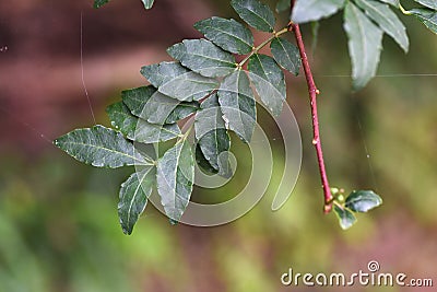 Japanese pepper (Zanthoxylum piperitum) leaves.Rutaceae dioecious deciduous shrub. Stock Photo