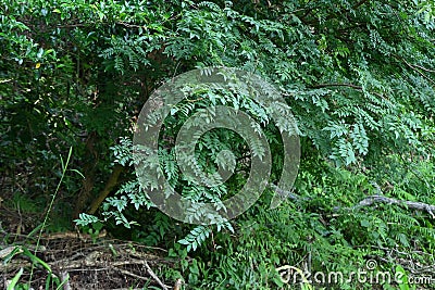 Japanese pepper (Zanthoxylum piperitum) leaves.Rutaceae dioecious deciduous shrub. Stock Photo