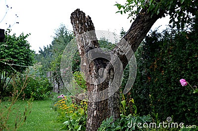 Japanese perennial in the rain with dew drops under an old broken butternut tree in the garden in the evening Stock Photo