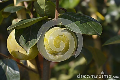 Japanese persimmon Jiro Stock Photo