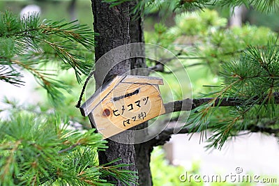 Japanese Pine Tree Stock Photo