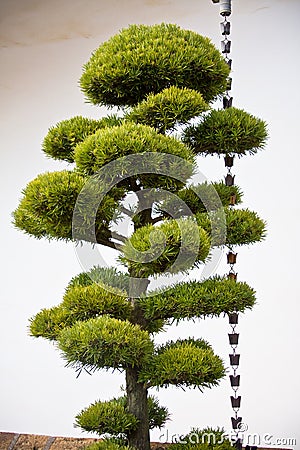 JAPANESE PINE TREE WITH BELLS Stock Photo