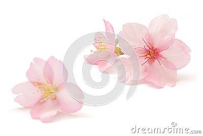 Japanese pink cherry blossom isolated on white background Stock Photo