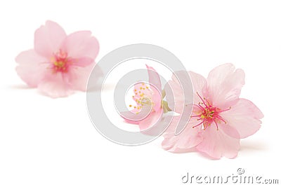 Japanese pink cherry blossom isolated on white background Stock Photo