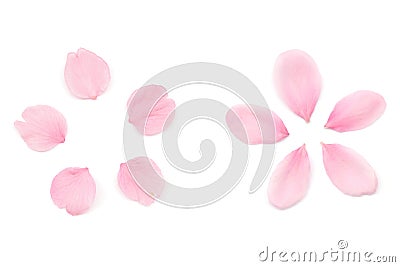 Japanese pink cherry blossom petal isolated on white background Stock Photo