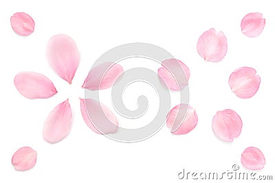 Japanese pink cherry blossom petals abstract on white background Stock Photo