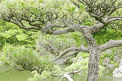 Japanese Pinus thunbergii pine tree Stock Photo