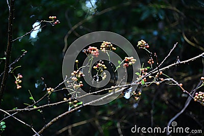 Japanese prickry ash (Zanthoxylum piperitum) fruits. Rutaceae is a dioecious, deciduous shrub native to Japan. Stock Photo