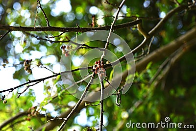 Japanese prickry ash (Zanthoxylum piperitum) fruits. Rutaceae is a dioecious, deciduous shrub native to Japan. Stock Photo