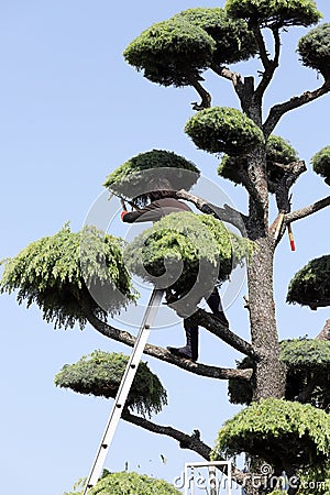 Japanese professional gardener pruning a cedar Editorial Stock Photo