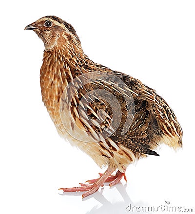 Japanese Quail Stock Photo