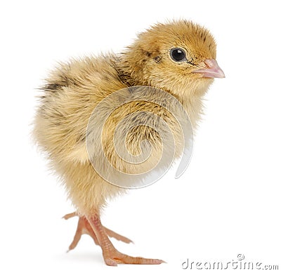 Japanese Quail, also known as Coturnix Quail Stock Photo