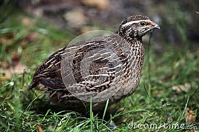 Japanese quail (Coturnix japonica). Stock Photo