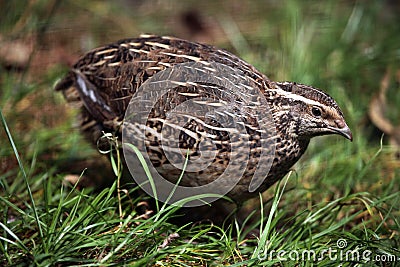 Japanese quail (Coturnix japonica). Stock Photo